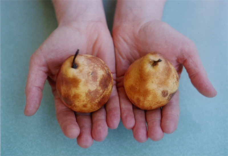 Still – Das Stilleben in der zeitgenössischen Photographie